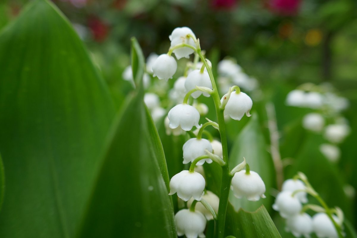 Ландыш Майский Розеа Convallaria Majalis rosea