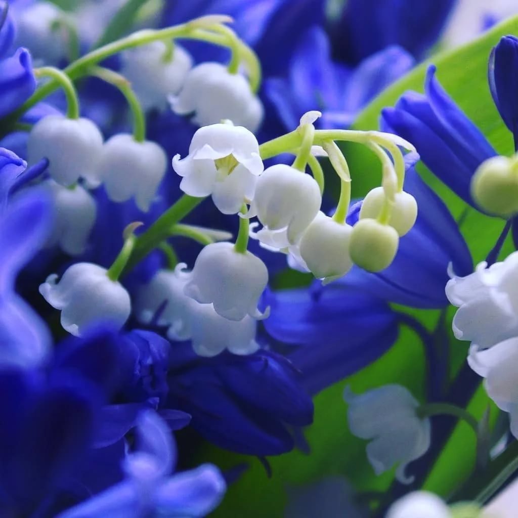 Капский Ландыш