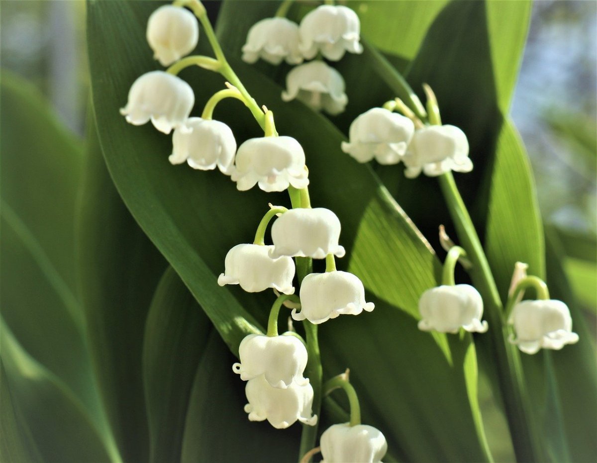 Весенние цветы Ландыши