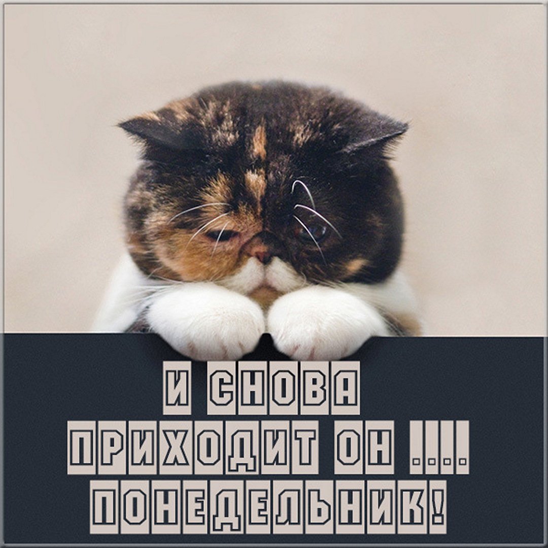 Продуктивного понедельника