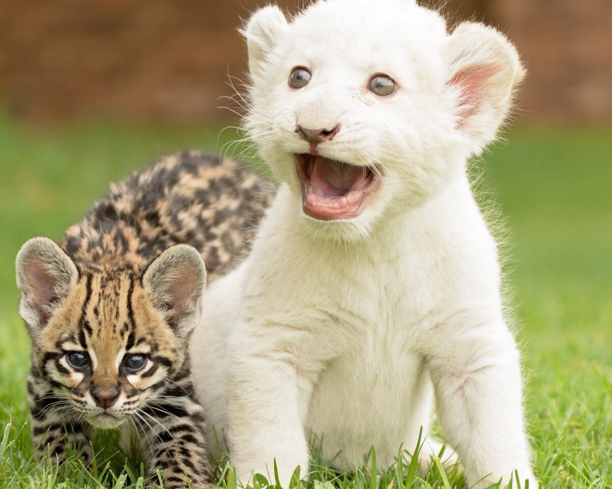 Красивые звери