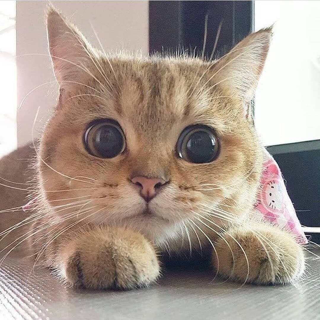 Брат-сестра майки