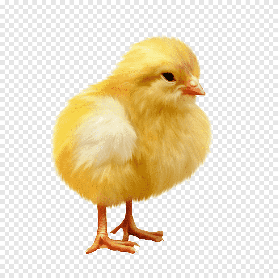 Цыпленок на белом фоне