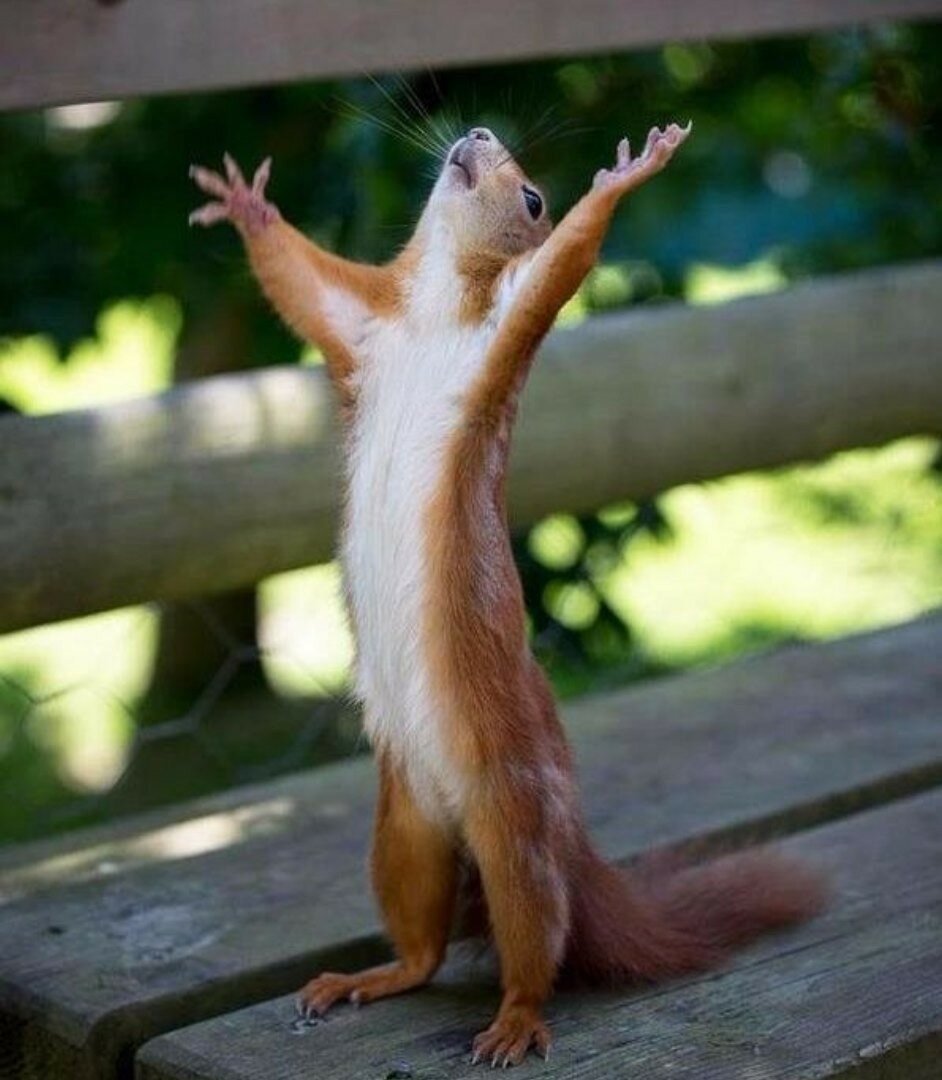 Понедельник выходной картинки прикольные