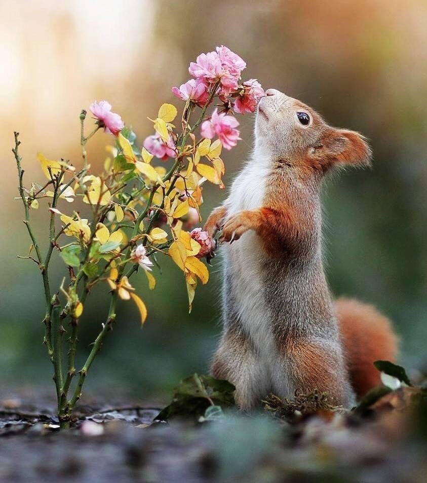 Позитивные собаки