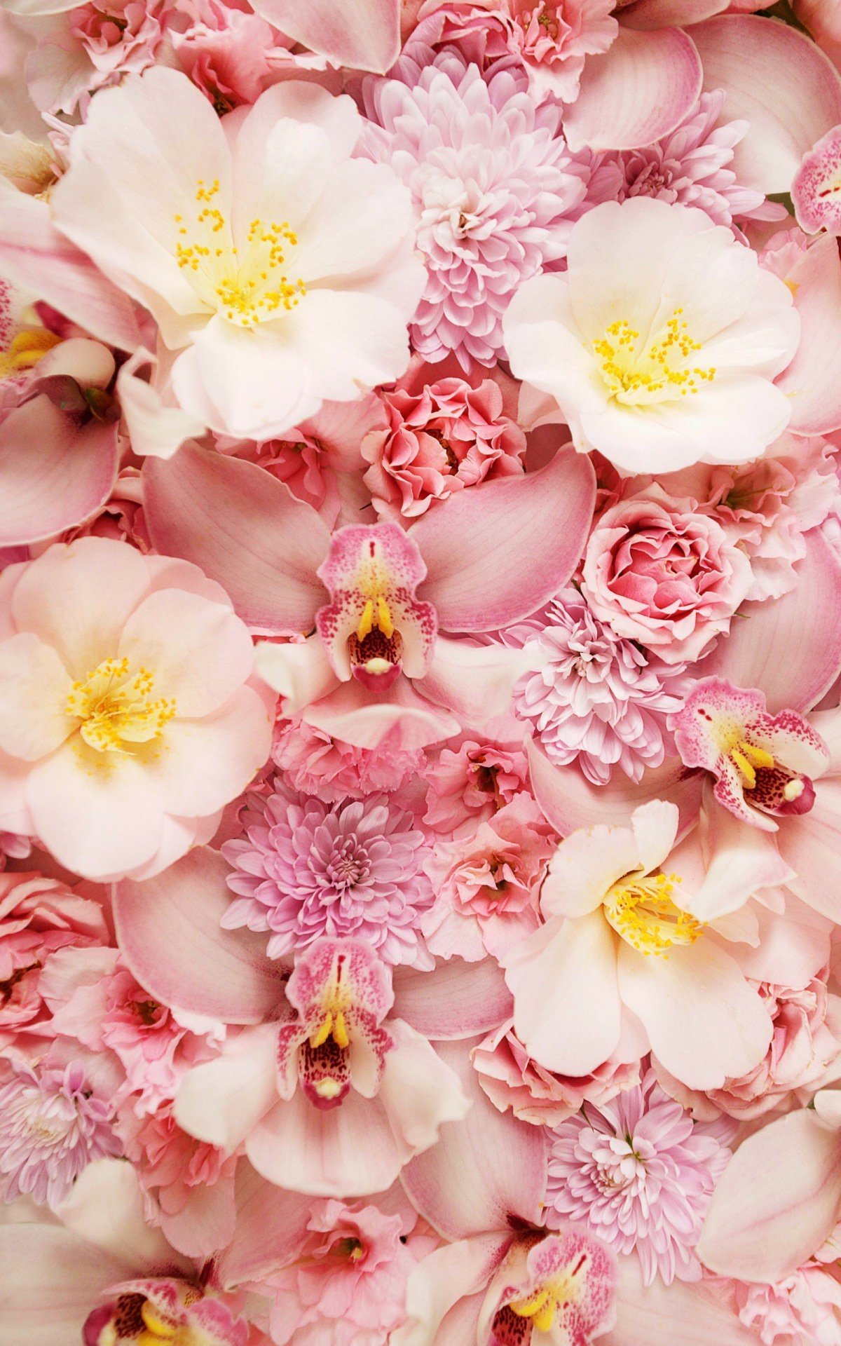 Нежный цветок