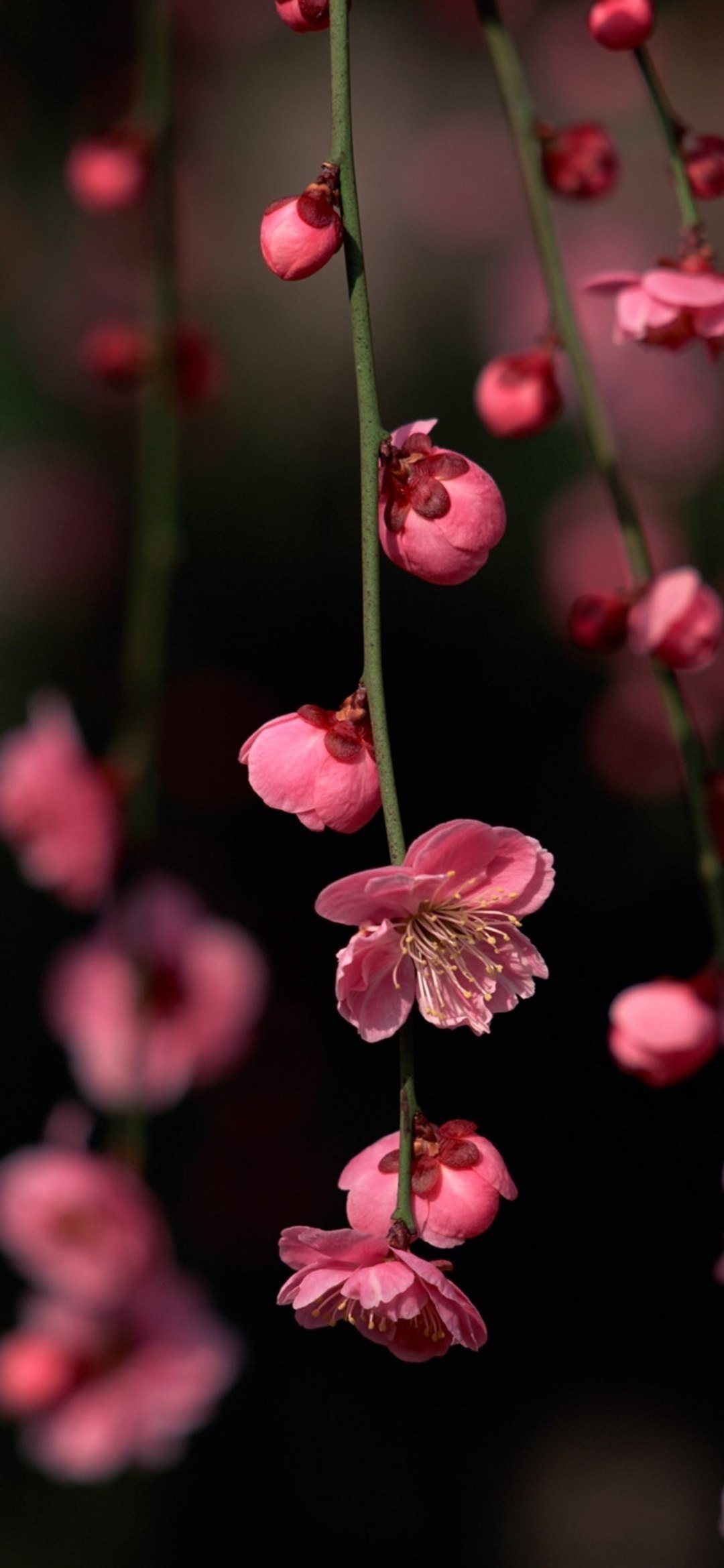 Черри блоссом цветок Wallpaper