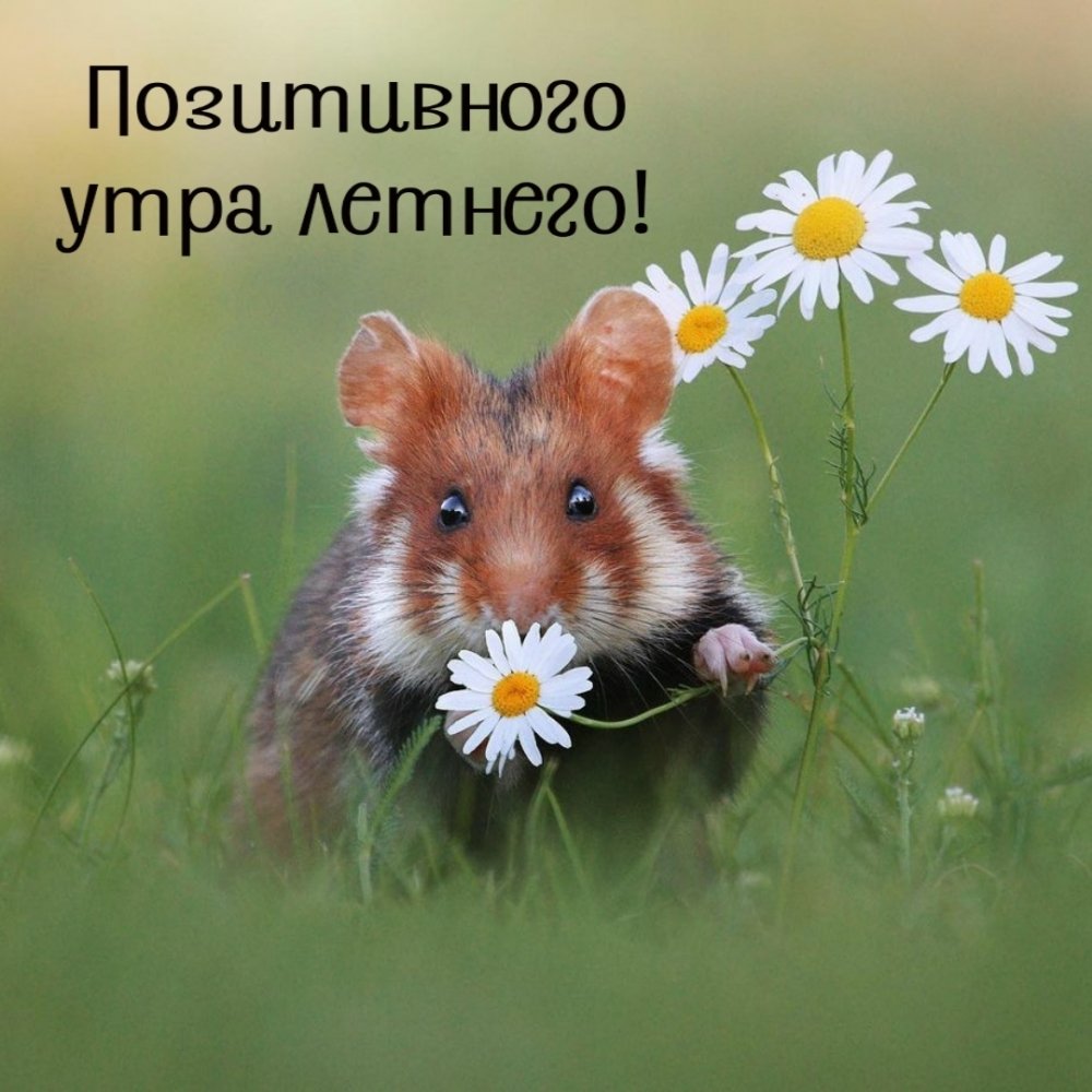 Позитивный хомяк