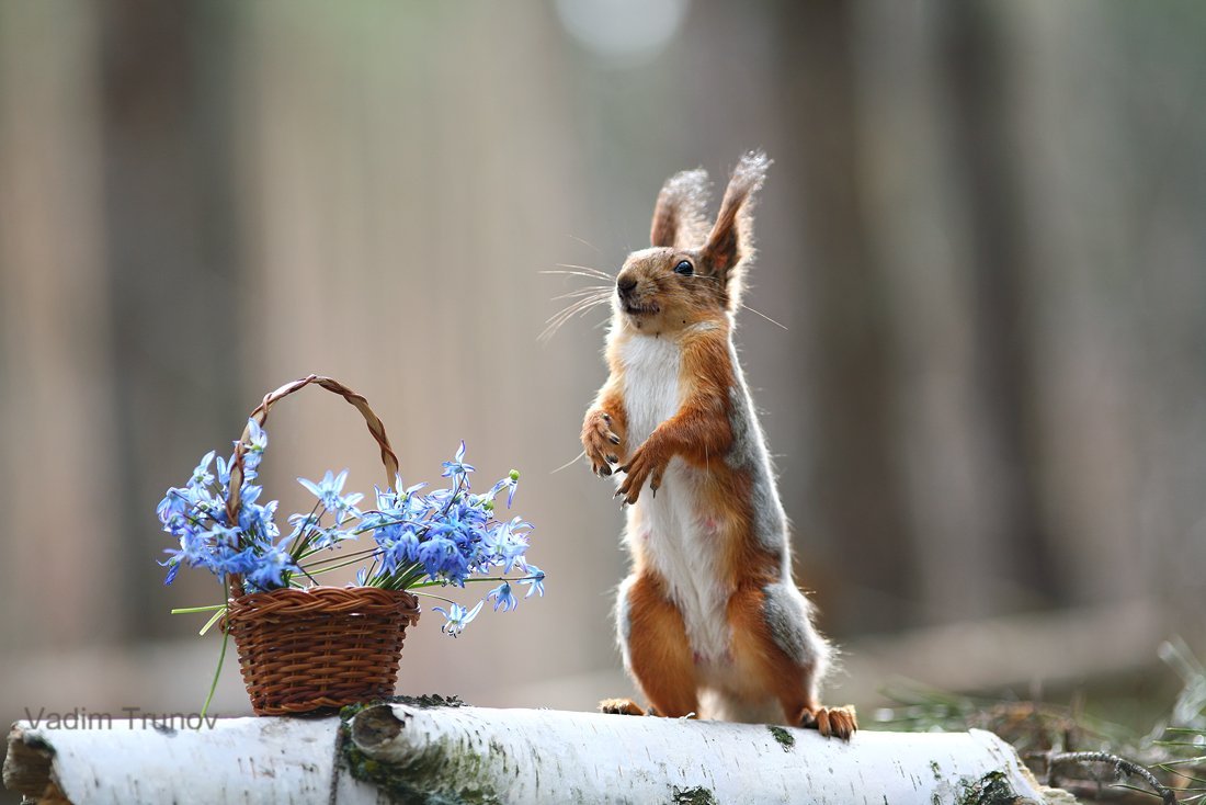 Утро птички