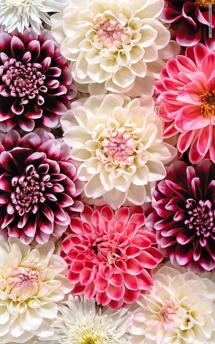 Георгин Пинтерест