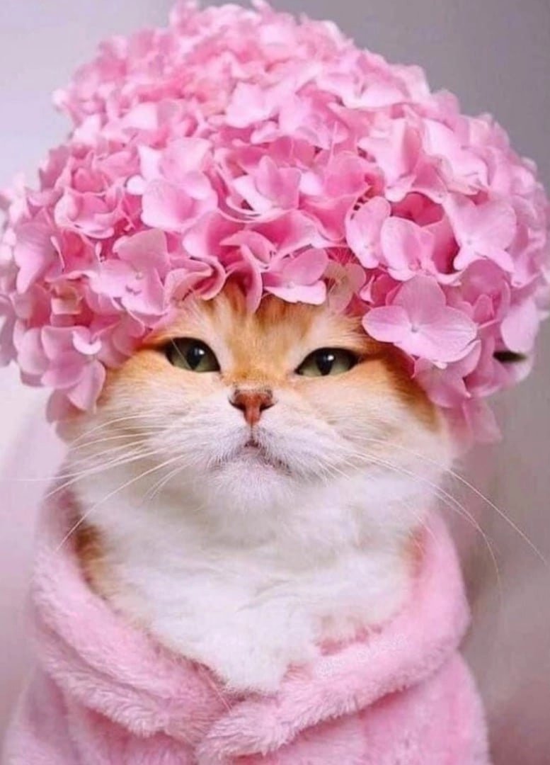 Доброе утро приколы с животными