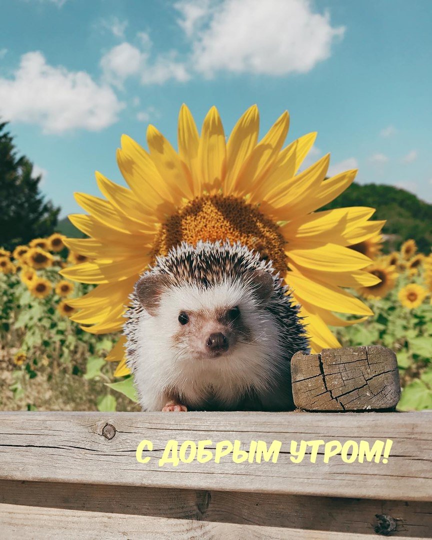 Хорошего дня котик