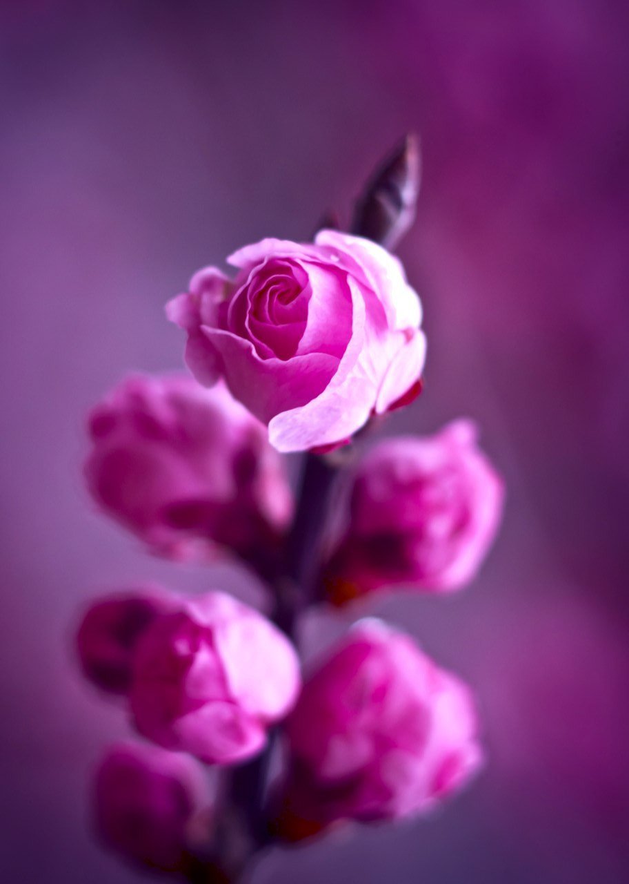 Розово фиолетовые цветы