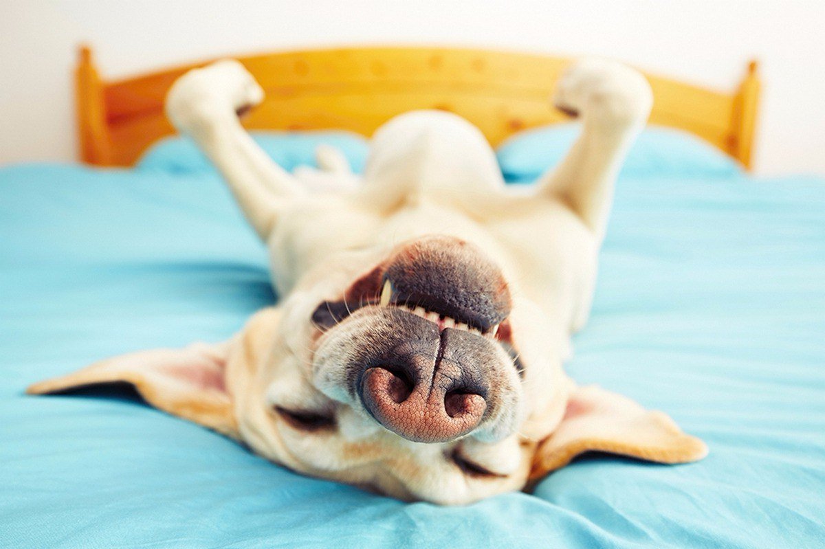 Животные в ромашках