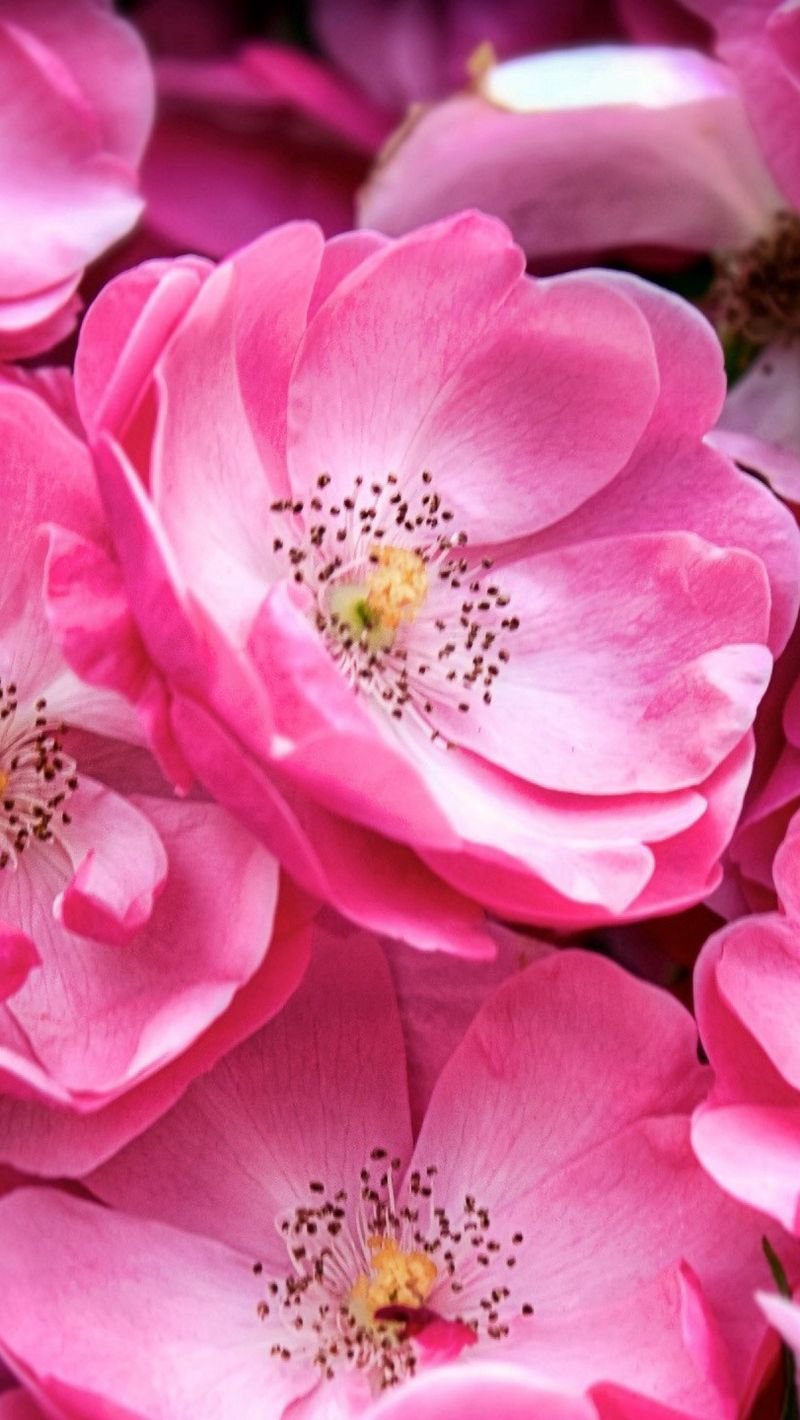 Пинк Фловер