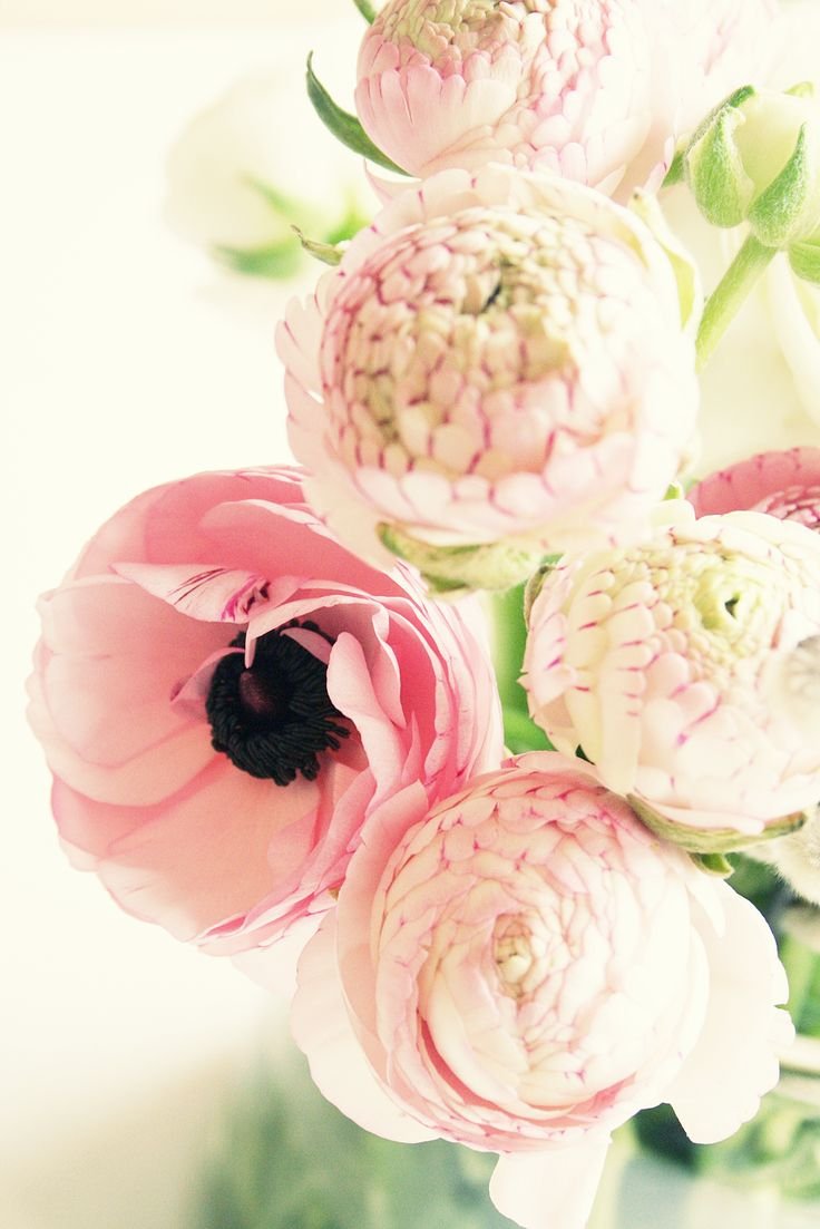 Ранункулюсы белые и розовые