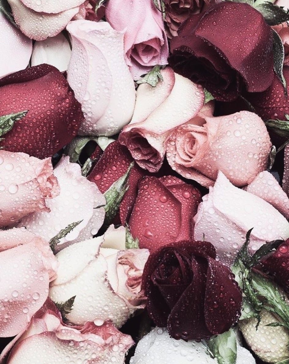 Заставка на айфон цветы