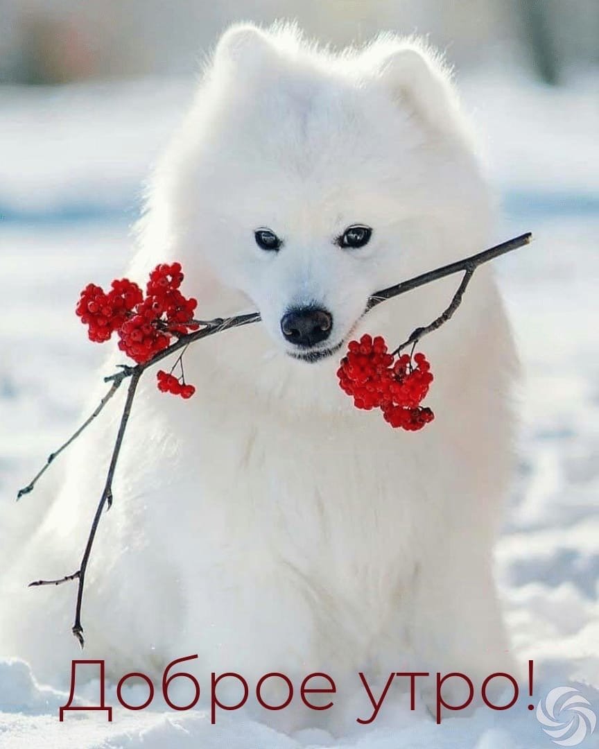 Хорошего дня щеночки