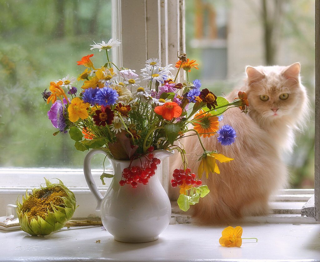 Поздравление с добрым утром с котятами