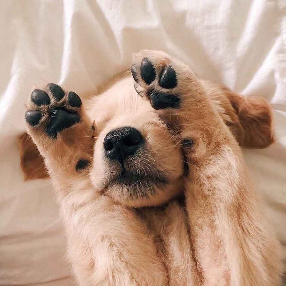 Красивые собаки