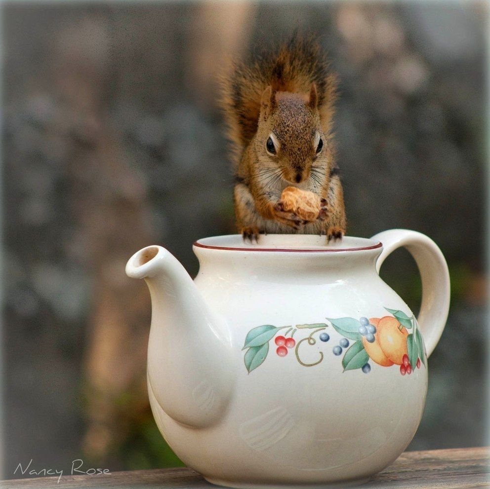 Рыжий кот осень