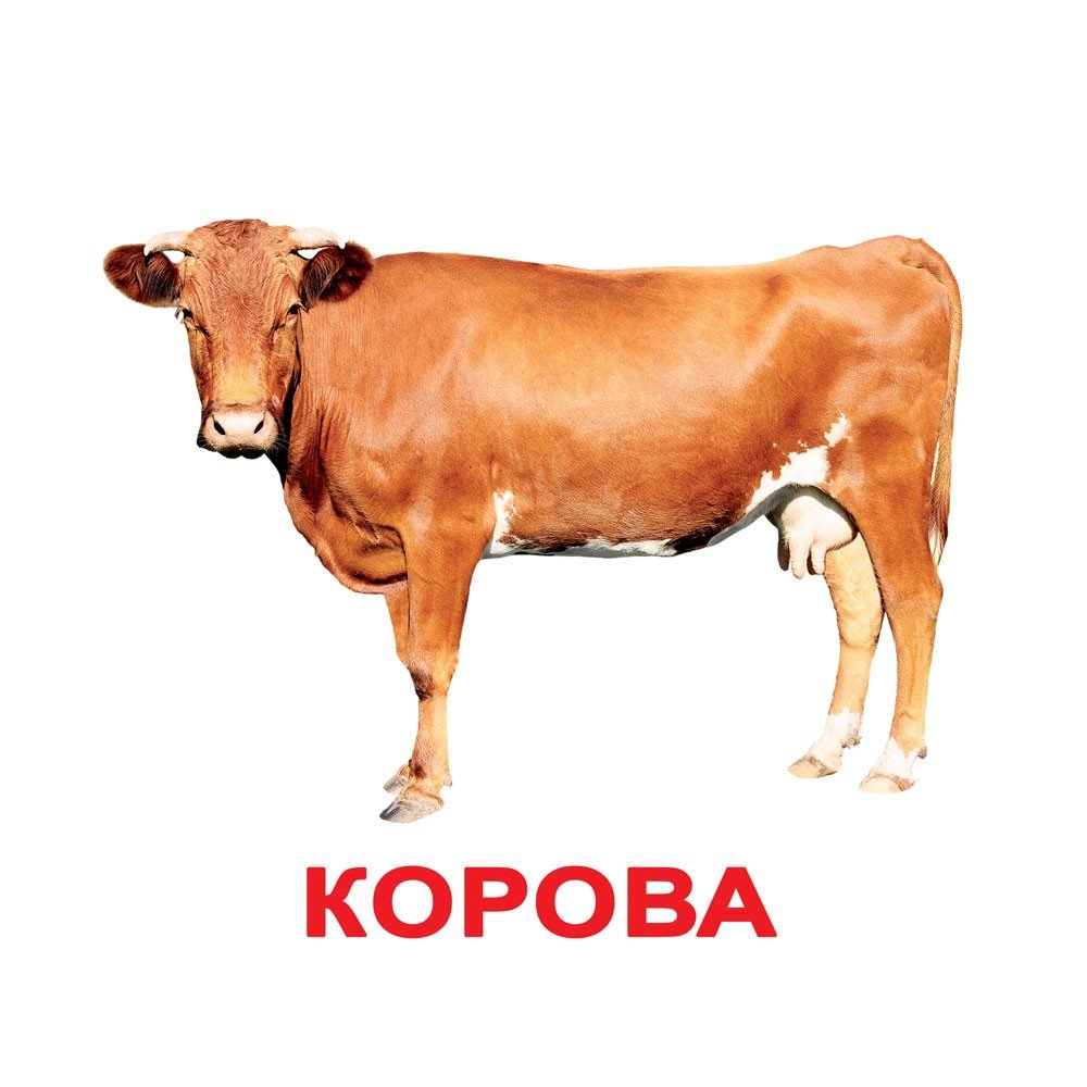 Теленок и собака