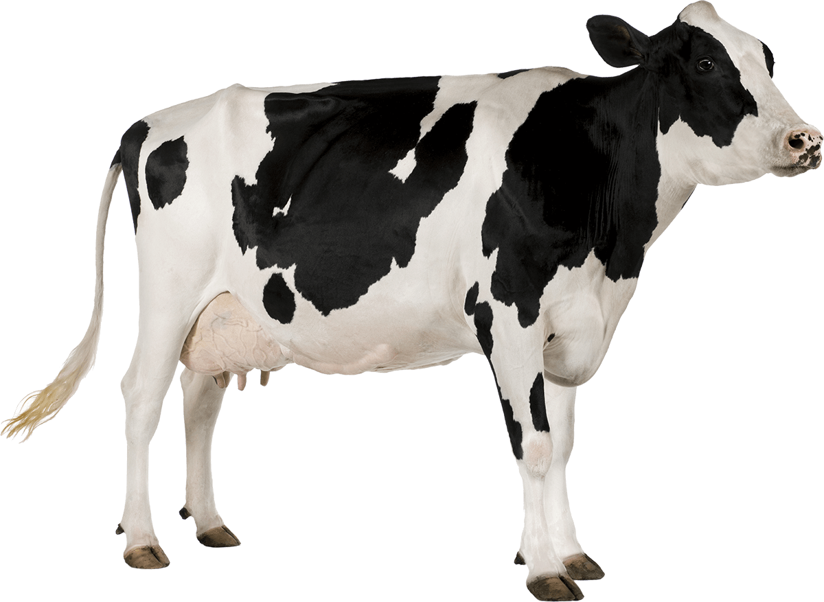 Карточки Домана домашние животные