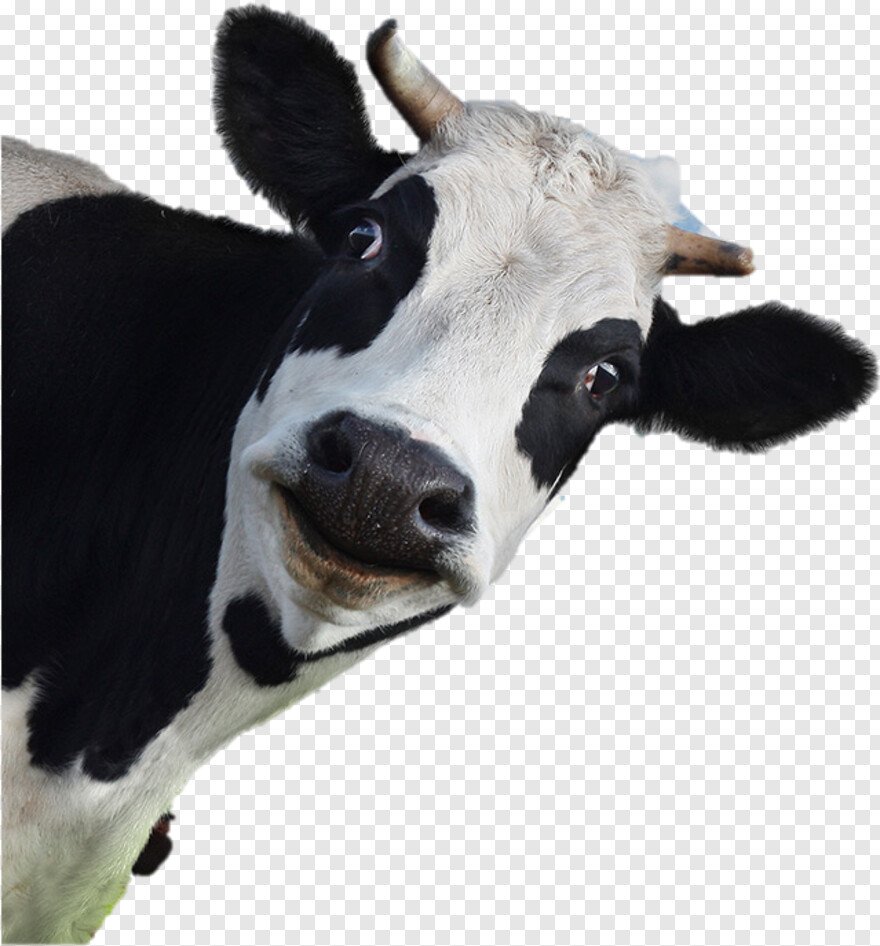 Домашние животные для дошкольников