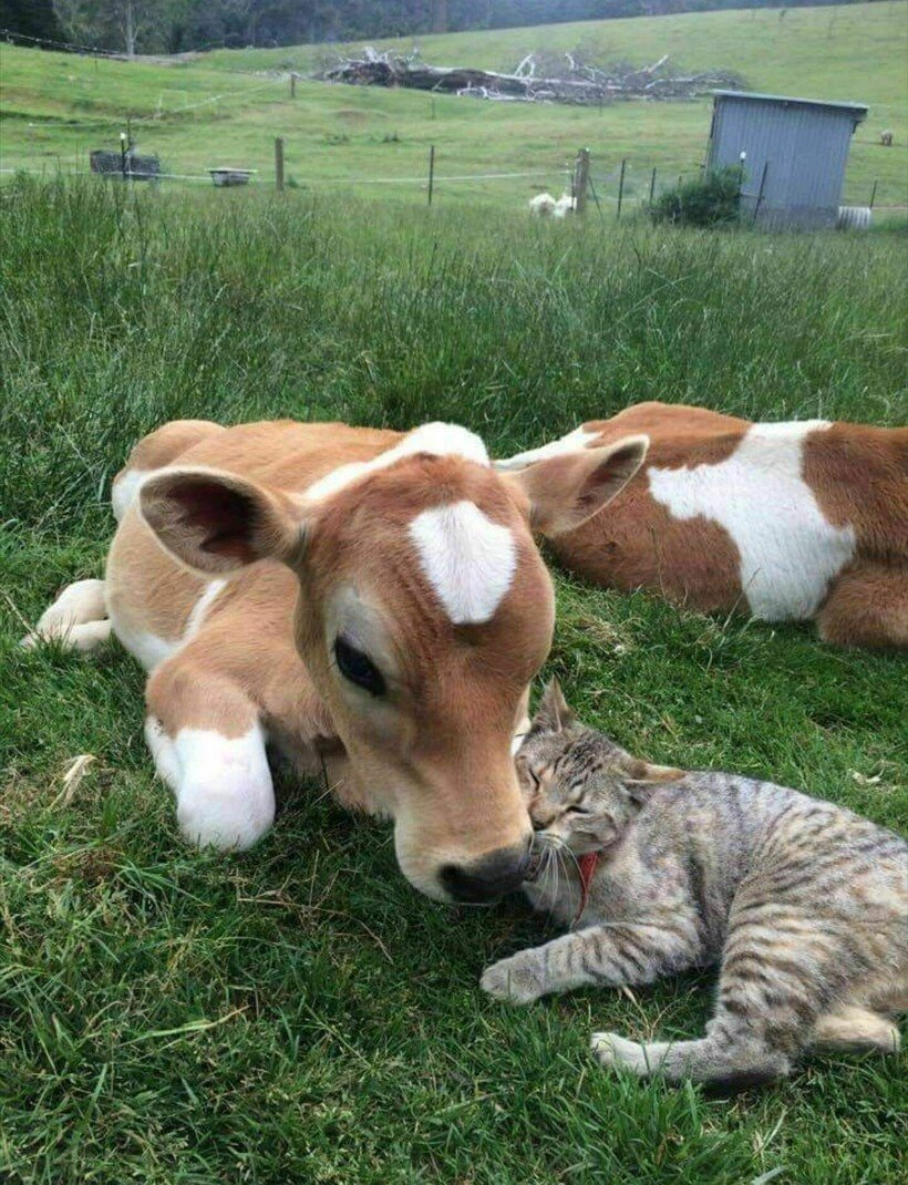 Бык и корова на белом фоне