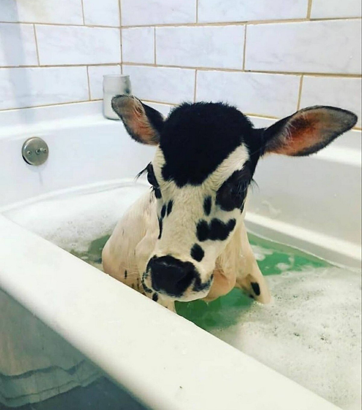 Телочка корова