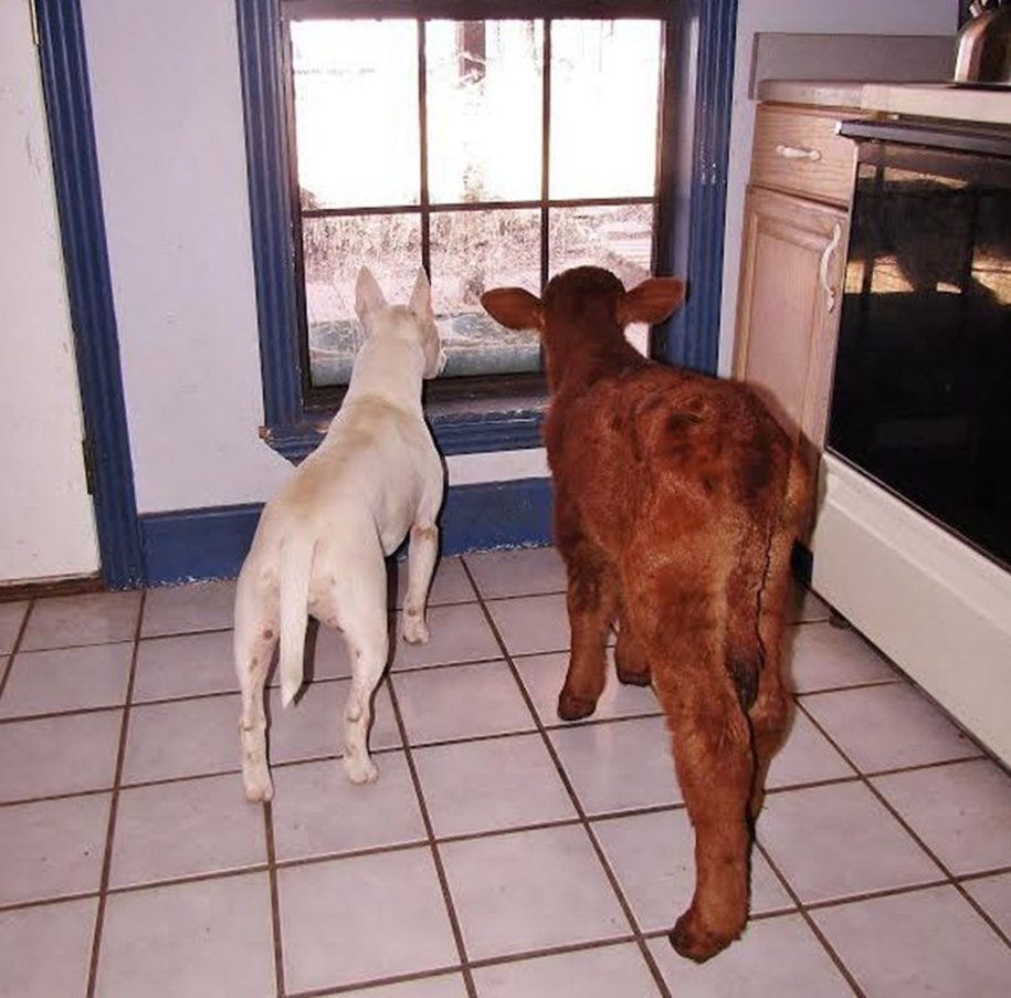 Шутки про тёлок