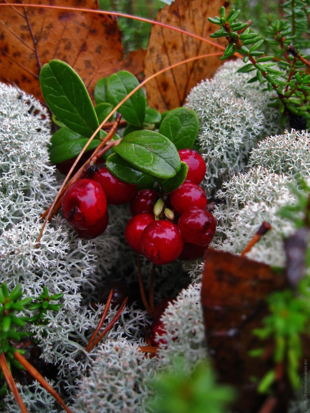 Карельская брусника