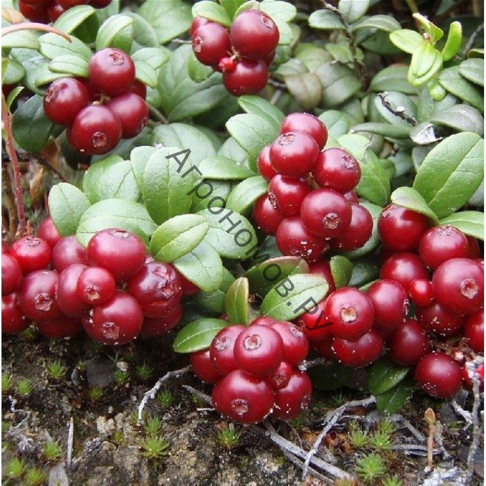 Брусника Файрболлз