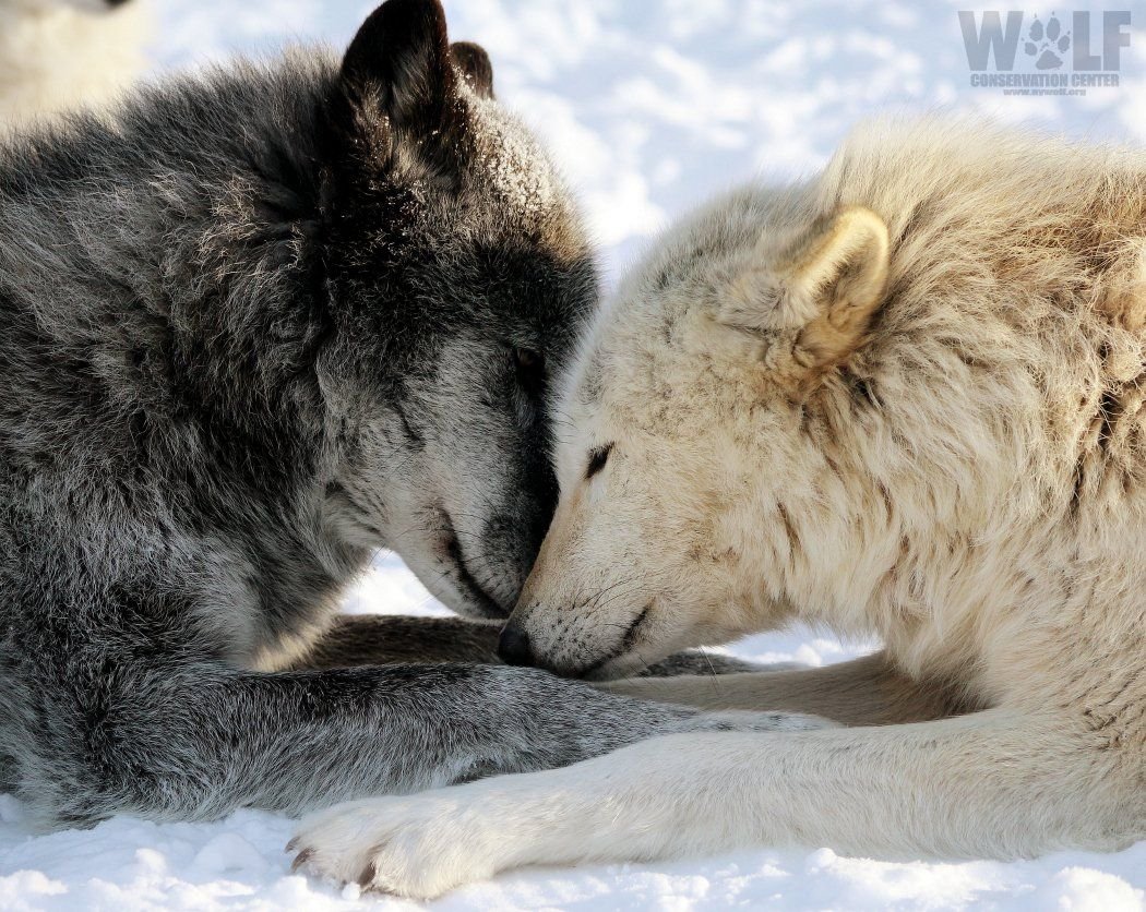 Любовь Волков