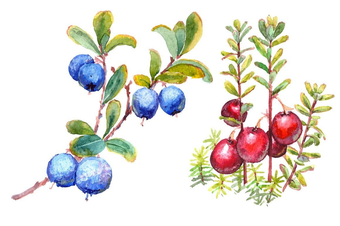 Тёрн акварель