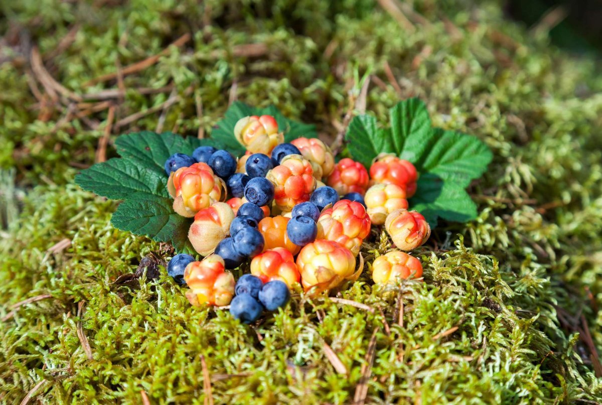 Морошка черника брусника