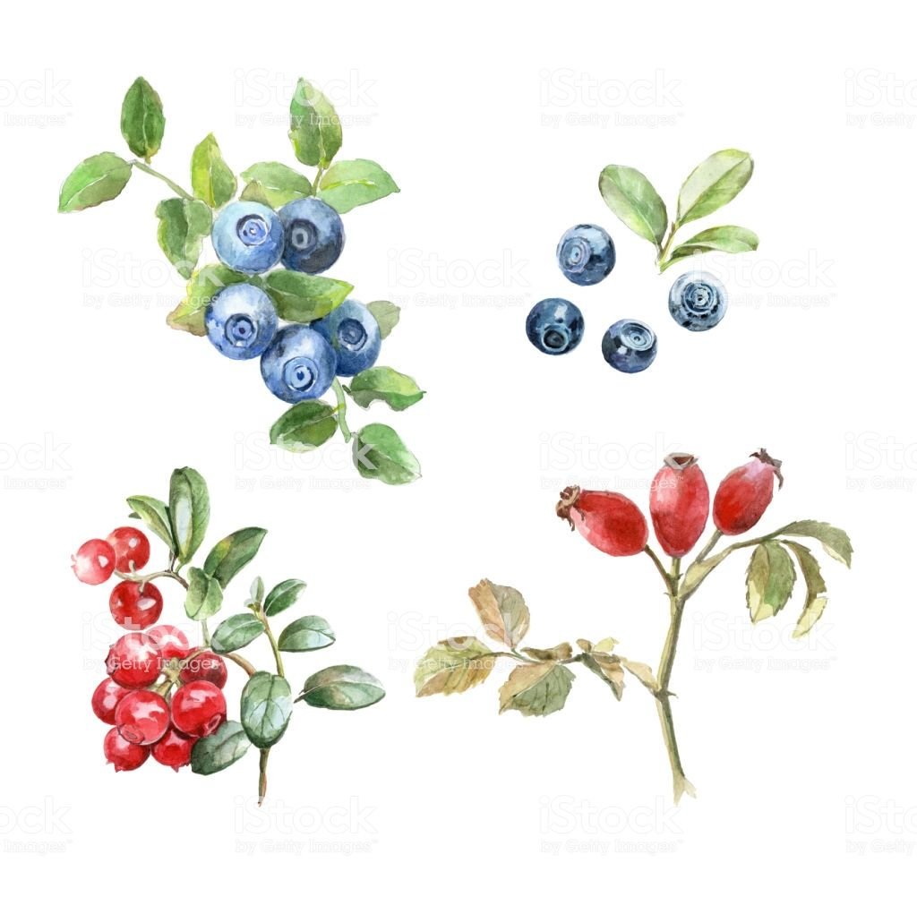 Черника орнамент