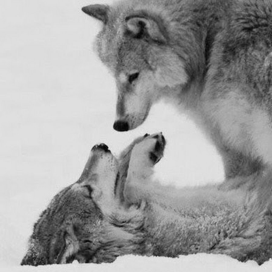 Волк и волчица любовь цитаты