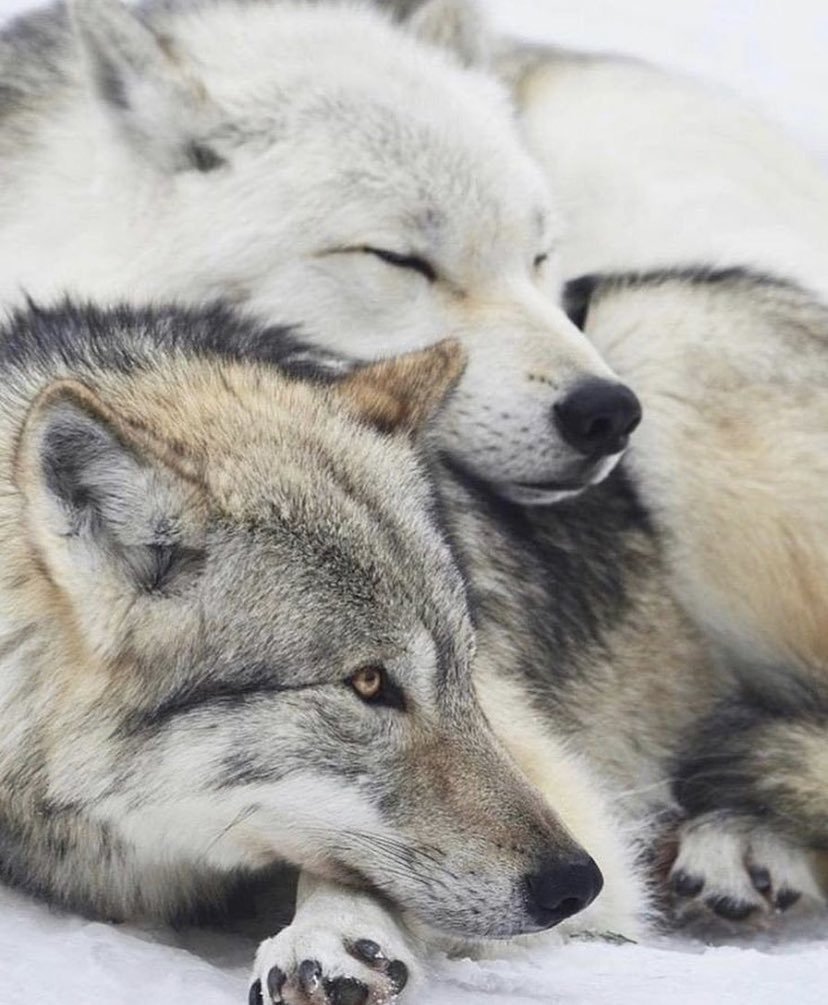 Волк и волчица