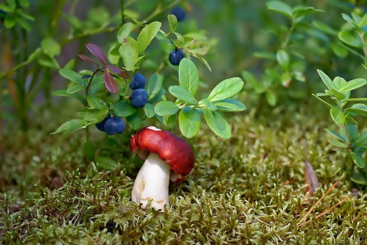 Карелия ягель ягоды грибы