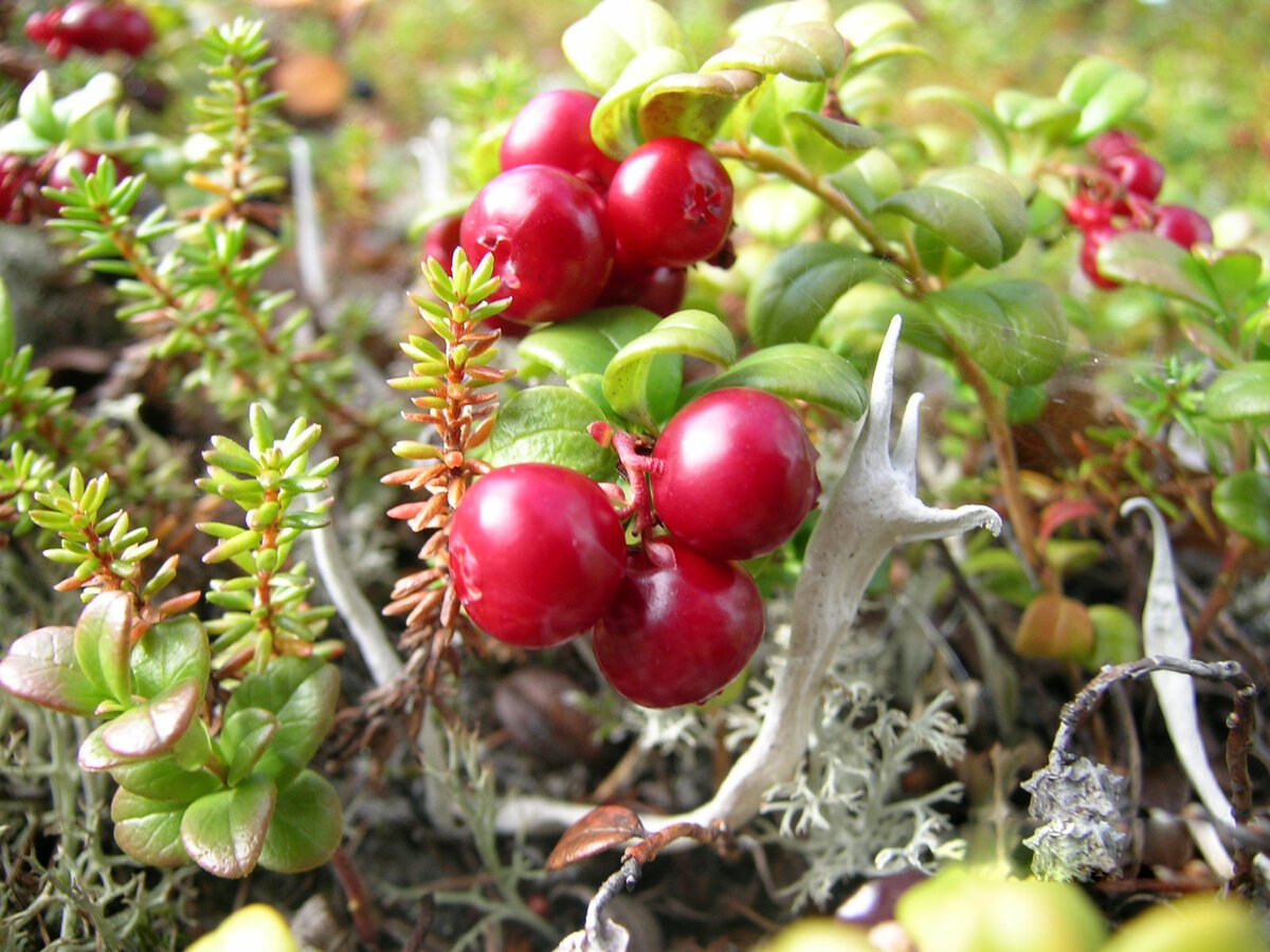 Растения тундры брусника