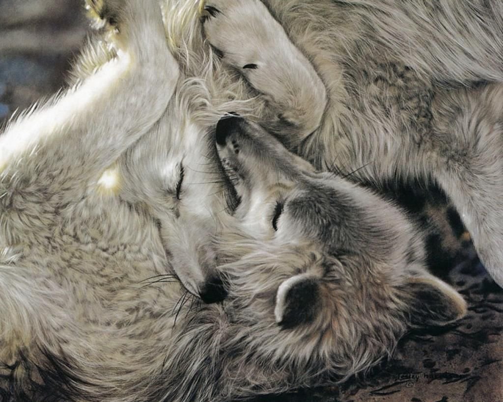 Волк и волчица вместе