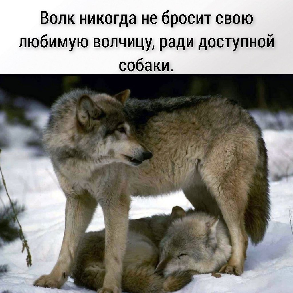 Верность волчица волк и волчица