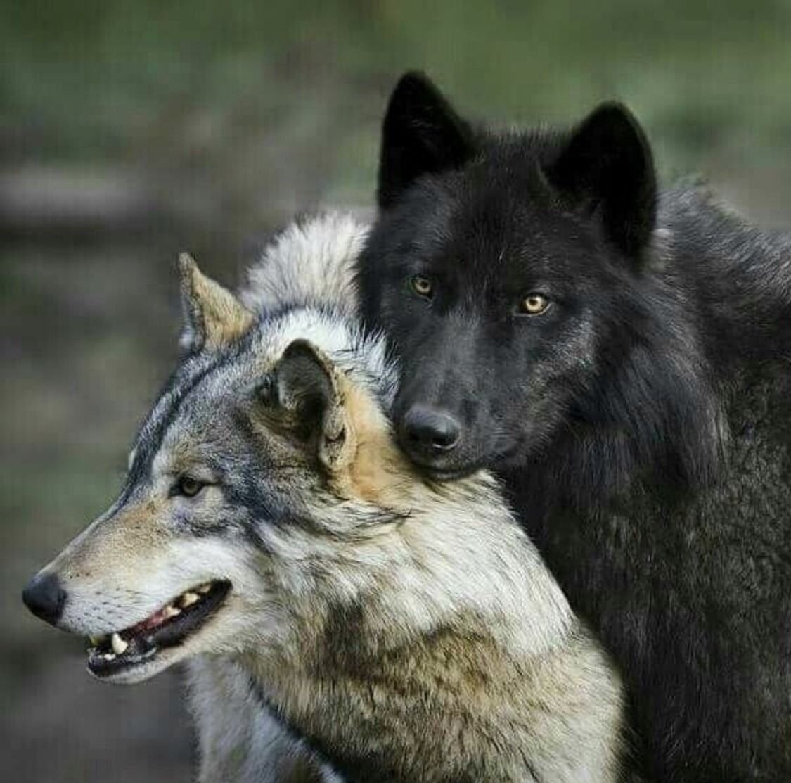 Волки пара