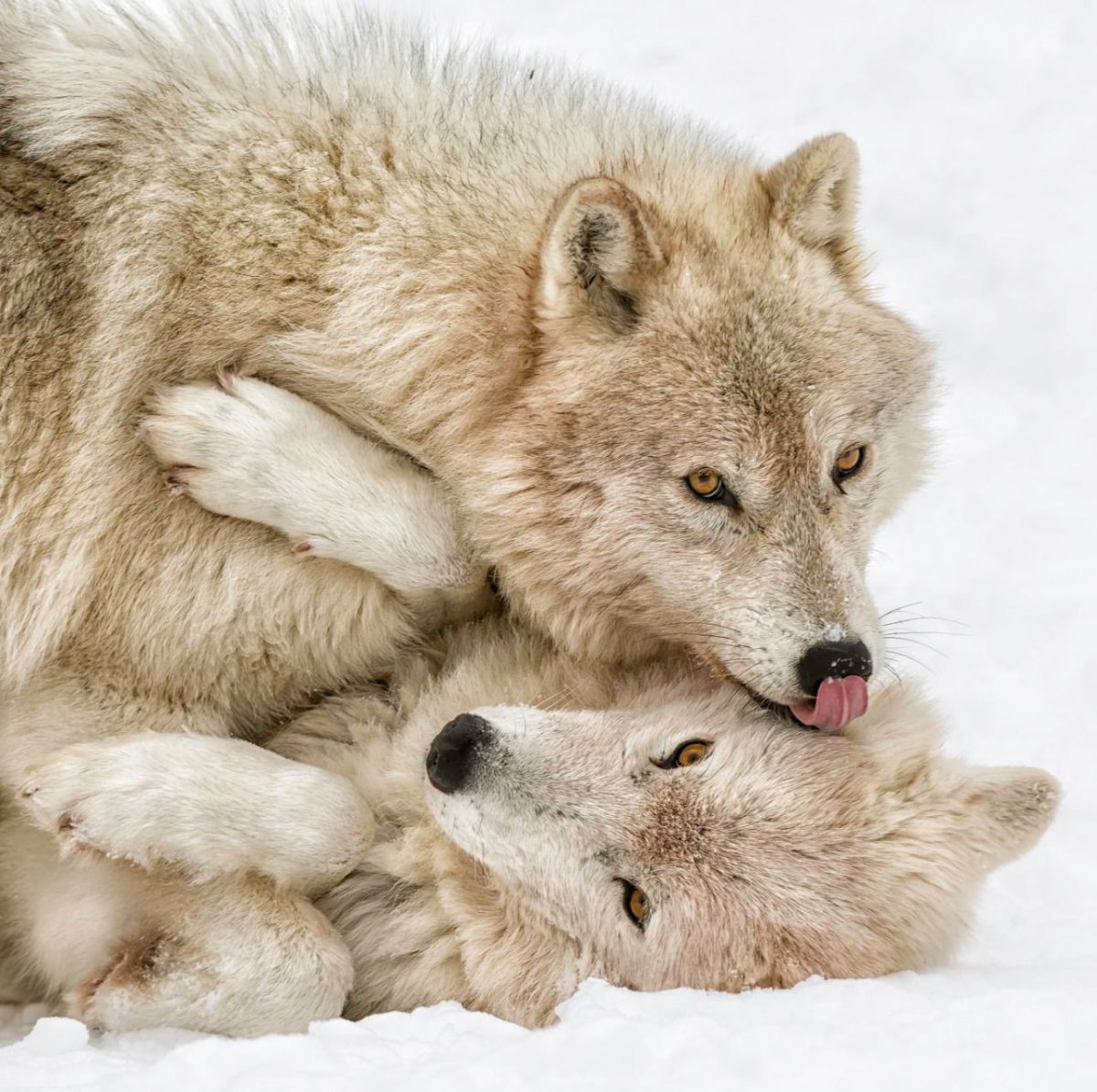 Влюбленные волки картина