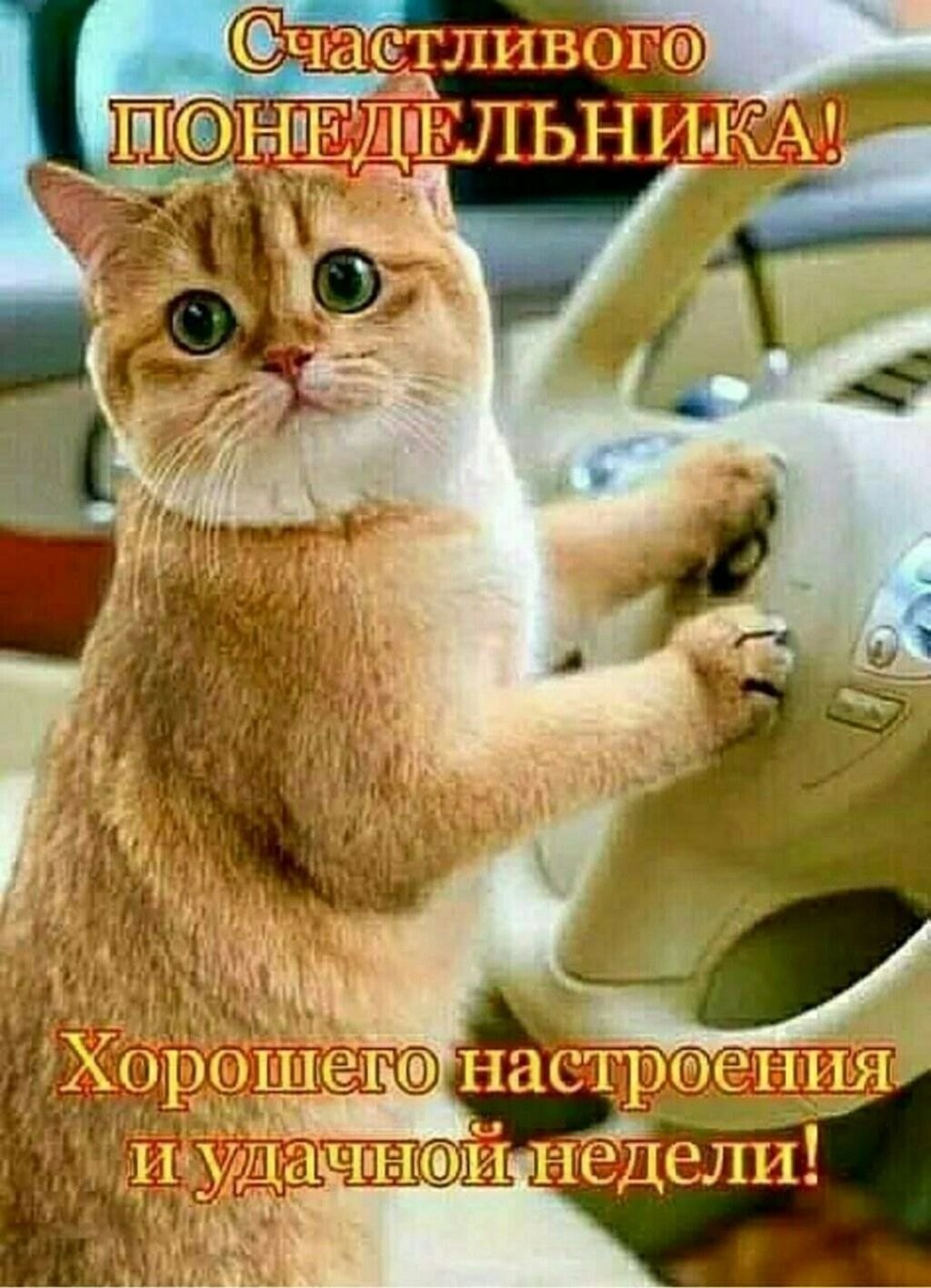 Доброго понедельника котики