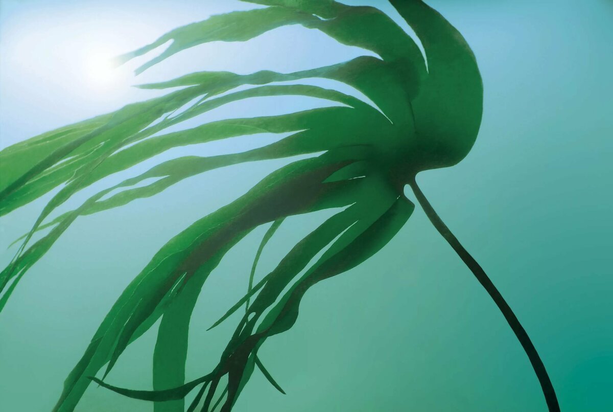 Водорослевое обертывание вакаме