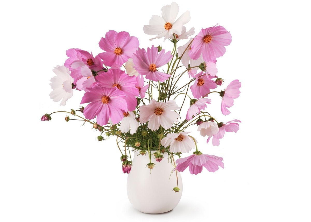 Космея букет