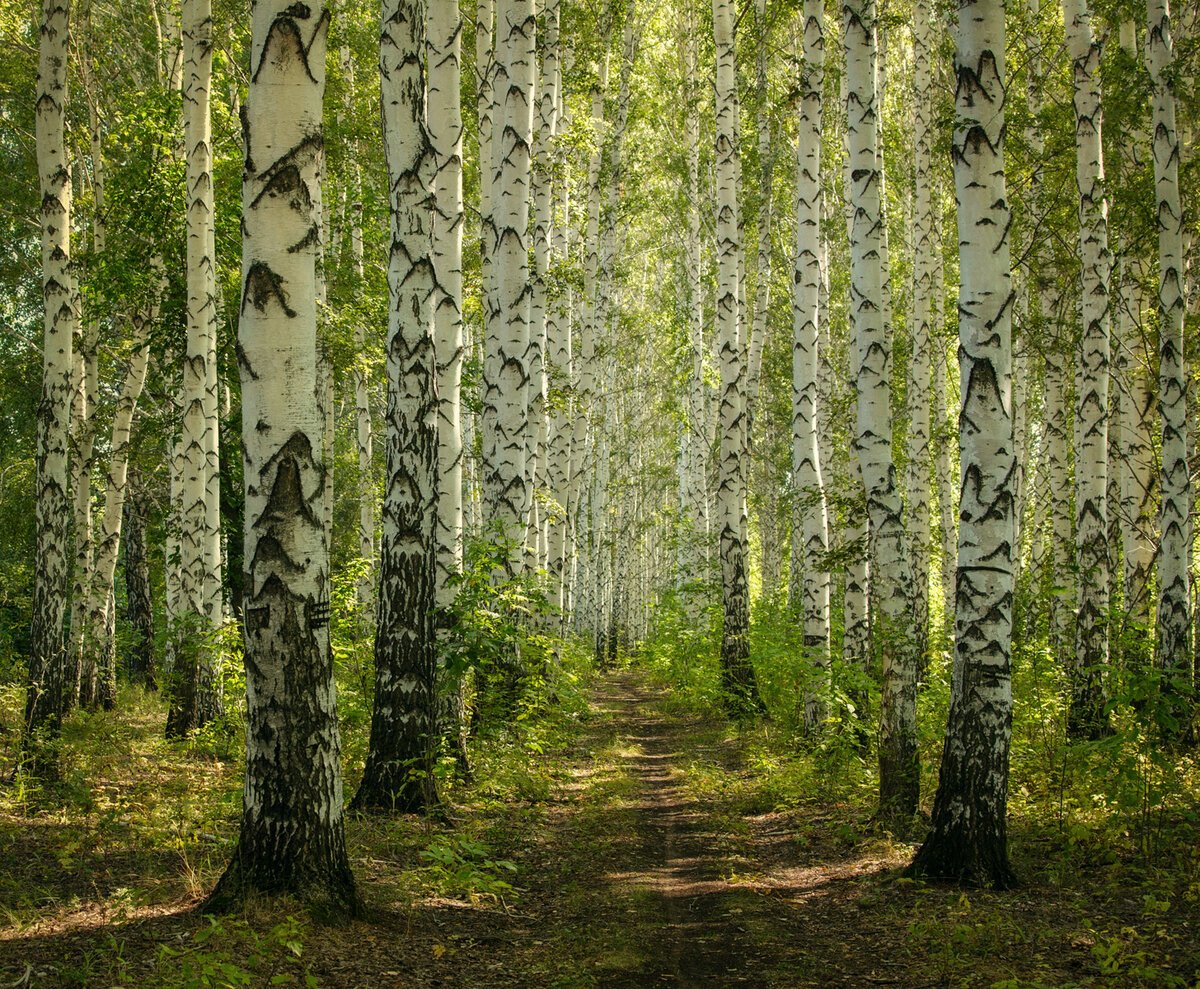 Шишкин березовый лес