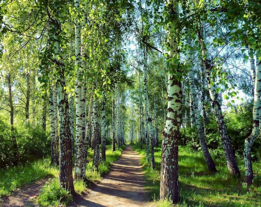 Березовая роща Омск